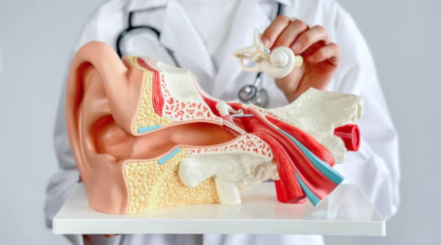 Uszy - usługi laryngologiczne